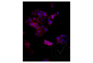 Immunofluorescence validation image for anti-Low Density Lipoprotein Receptor-Related Protein 2 (LRP2) (AA 3401-3500) antibody (Cy3) (ABIN750991) (LRP2 抗体  (AA 3401-3500) (Cy3))