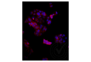 Immunofluorescence validation image for anti-Low Density Lipoprotein Receptor-Related Protein 2 (LRP2) (AA 3401-3500) antibody (Cy3) (ABIN750991)