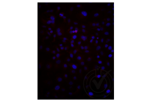 Immunofluorescence validation image for anti-Low Density Lipoprotein Receptor-Related Protein 2 (LRP2) (AA 3401-3500) antibody (Cy3) (ABIN750991) (LRP2 抗体  (AA 3401-3500) (Cy3))