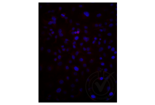 Immunofluorescence validation image for anti-Low Density Lipoprotein Receptor-Related Protein 2 (LRP2) (AA 3401-3500) antibody (Cy3) (ABIN750991)