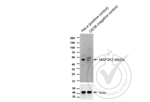 Western Blotting validation image for anti-Mitogen-Activated Protein Kinase Kinase 2 (MAP2K2) (AA 1-50) antibody (ABIN726500)