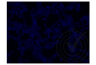 Immunofluorescence validation image for anti-Runt-Related Transcription Factor 3 (RUNX3) (AA 31-130) antibody (ABIN1714069) (RUNX3 抗体  (AA 31-130))