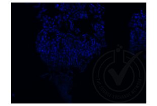 Immunofluorescence validation image for anti-Runt-Related Transcription Factor 3 (RUNX3) (AA 31-130) antibody (ABIN1714069) (RUNX3 抗体  (AA 31-130))