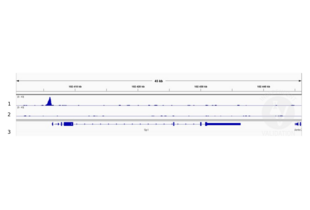 Cleavage Under Targets and Release Using Nuclease validation image for anti-Signal Transducer and Activator of Transcription 5A (STAT5A) antibody (ABIN5557532) (STAT5A 抗体)