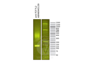 Library profiles comparing fragment size distributions on an E-Gel EX 2% agarose gel (Thermo Fisher). Fragments obtained from CUT&RUN using anti-TCF7L2 antibody ABIN6945139 after library preparation, compared to the E-Gel Sizing DNA Ladder (Thermo Fisher). 