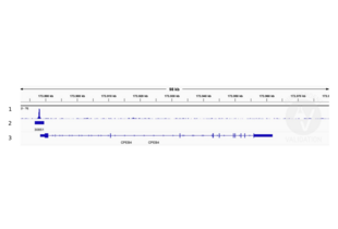 1. Alignment tracks from CUT&RUN targeting TCF7L2 in HEK293T cells using anti-TCF7L2 antibody ABIN6945139. 2. Peaks called by SEACR from CUT&RUN data using anti TCF7L2 ABIN6945139. 3. RefSeq Genes.