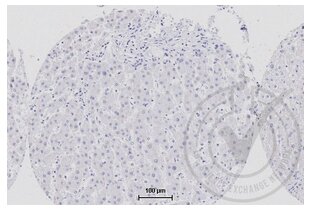 Immunohistochemistry validation image for anti-Tumor Necrosis Factor (Ligand) Superfamily, Member 9 (TNFSF9) (AA 101-200) antibody (ABIN705056)