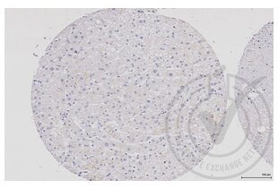 Immunohistochemistry validation image for anti-Wingless-Type MMTV Integration Site Family, Member 2B (WNT2B) (AA 301-391) antibody (ABIN675728)