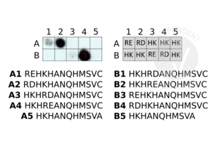 ABIN4368250 is highly specific for the sequence of the utilized antigen, i.e. N-terminal RD (peptides A1 and B4). It shows minimal cross-reactivity with N-terminal RE (A1 and B3). No interaction with un-arginylated peptides was detected.
