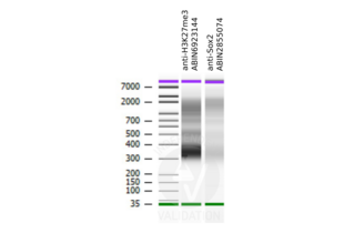 Bioanalyzer profiles comparing fragment size distributions between reads obtained from CUT&RUN using an anti-H3K27me3 CUT&RUN Positive Control antibody (ABIN6923144) and anti-SOX2 (ABIN2855074) after library preparation. Both samples display nucleosome size fragment distributions.