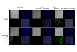 Immunofluorescence validation image for Goat anti-Rabbit IgG (Heavy & Light Chain) antibody (FITC) - Preadsorbed (ABIN101988)