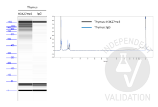 Cleavage Under Targets and Tagmentation validation image for Guinea Pig anti-Rabbit IgG (Heavy & Light Chain) antibody - Preadsorbed (ABIN101961) (豚鼠 anti-兔 IgG (Heavy & Light Chain) Antibody - Preadsorbed)