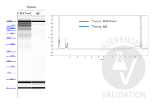 Cleavage Under Targets and Tagmentation validation image for Guinea Pig anti-Rabbit IgG (Heavy & Light Chain) antibody - Preadsorbed (ABIN101961)