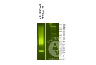 Cleavage Under Targets and Release Using Nuclease validation image for Guinea Pig anti-Rabbit IgG (Heavy & Light Chain) antibody - Preadsorbed (ABIN101961) (豚鼠 anti-兔 IgG (Heavy & Light Chain) Antibody - Preadsorbed)