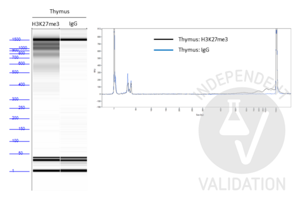 豚鼠 anti-兔 IgG (Heavy & Light Chain) Antibody - Preadsorbed