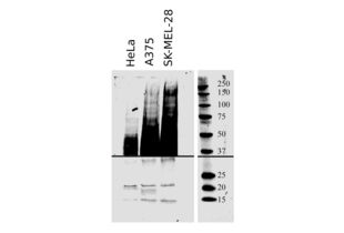 Western Blotting validation image for anti-CD63 (CD63) (AA 120-175) antibody (ABIN1440014)