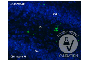 Immunohistochemistry validation image for anti-Caspase 3 p12 (Cleaved-Asp175) antibody (ABIN7251291) (Caspase 3 p12 (Cleaved-Asp175) 抗体)