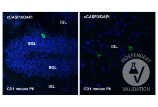 Immunohistochemistry validation image for anti-Caspase 3 p17 (Cleaved-Asp175) antibody (ABIN7251013) (Caspase 3 p17 (Cleaved-Asp175) 抗体)