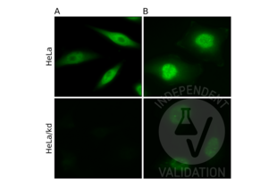 Immunofluorescence validation image for anti-Chloride Channel, Nucleotide-Sensitive, 1A (CLNS1A) antibody (ABIN933127) (CLNS1A 抗体)