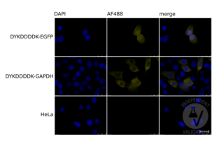 Immunofluorescence validation image for anti-DYKDDDDK Tag antibody (ABIN99294)
