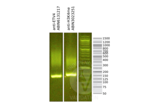 ETV4 antibody  (AA 1-207)