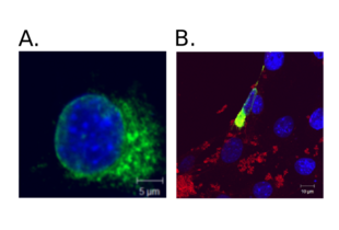 HA-tagged fusion proteins were expressed in NIH/3T3 cells. The protein of interest is expected to localize to the nuclear membrane and the cytoplasm. A. The fusion protein was revealed via its HA-tag at the nuclear membrane and in the cytoplasm using ABIN2443910 (green; DAPI counterstain in blue). B. Co-staining of the fusion protein with using using anti-HA tag antibody ABIN2443910 (green) and an anti-myc-tag antibody (red; unspecific background staining caused by the transfection reagent). DAPI staining was used to visualize the nucleus (blue).