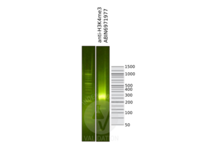 Cleavage Under Targets and Release Using Nuclease validation image for anti-Histone H3 (H3) (3meLys4) antibody (ABIN6971977) (Histone 3 抗体  (3meLys4))