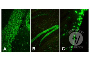 Immunohistochemistry validation image for anti-Histone H4 (3meLys20) antibody (ABIN7260401) (Histone H4 抗体  (3meLys20))
