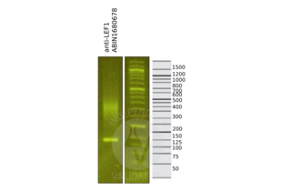 LEF1 antibody  (AA 100-399)