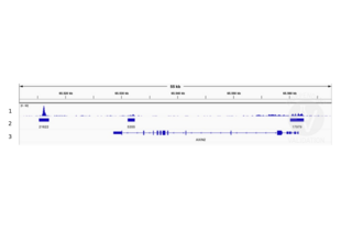 Cleavage Under Targets and Release Using Nuclease validation image for anti-Lymphoid Enhancer-Binding Factor 1 (LEF1) (AA 100-399) antibody (ABIN1680678) (LEF1 抗体  (AA 100-399))