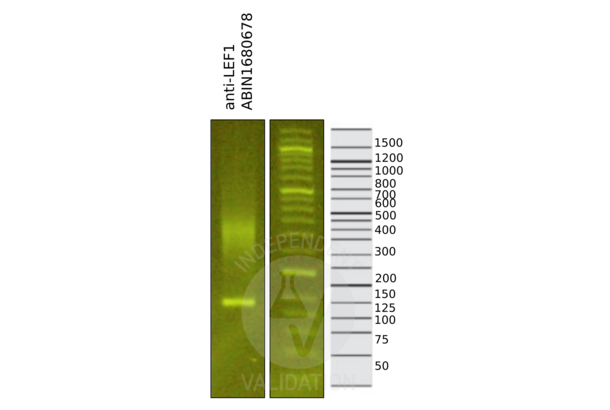 LEF1 antibody  (AA 100-399)