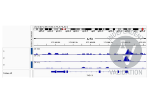 Cleavage Under Targets and Release Using Nuclease validation image for anti-NK2 Homeobox 5 (NKX2-5) antibody (ABIN2856166)