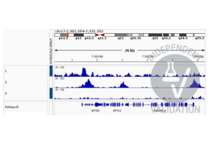 Cleavage Under Targets and Release Using Nuclease validation image for anti-NK2 Homeobox 5 (NKX2-5) antibody (ABIN2856166)