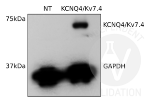 KCNQ4 抗体  (C-Term)