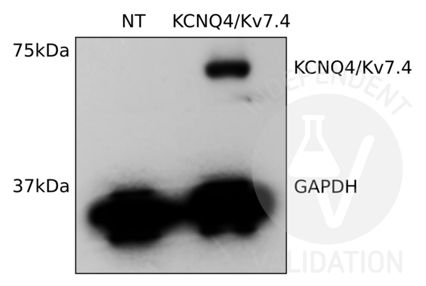 KCNQ4 抗体  (C-Term)