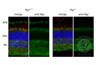 Immunohistochemistry validation image for anti-Retinal G Protein Coupled Receptor (RGR) antibody (ABIN7271760)