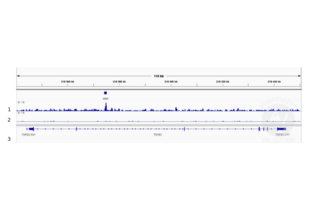 1. Peaks called for SMAD4. 2. Alignment tracks from CUT&RUN targeting SMAD4 in human cancer cells using ABIN6972727 antibody showing the TGFB2 locus. 3. Alignment tracks for CUT&RUN with the IgG negative control ABIN101961. 4. RefSeq Genes.