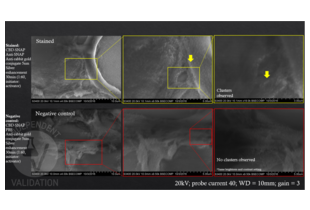 Electron Microscopy validation image for anti-SNAP Tag antibody (ABIN1573927) (SNAP Tag 抗体)