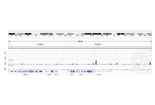 Cleavage Under Targets and Release Using Nuclease validation image for anti-SRY (Sex Determining Region Y)-Box 2 (SOX2) antibody (ABIN2855074)