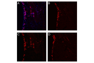 IF validation of S1PR1 antibody ABIN2857018 on mouse brain sections. 
A. ABIN2857018 diluted 1:200 (red), DAPI counterstaining (blue). 
B. Dilution factor 1:100. C. Dilution factor 1:200. D. Dilution factor 1:400.