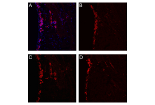 S1PR1 anticorps  (C-Term)