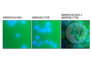 Negative controls of U937 cells without either ABIN5542492 or ABIN361758 show no signal. In U937 cells incubated simulatnously with ABIN5542492 and ABIN361758 the PLA signal (green) is clearly visible. Counterstain with DAPI (blue). 