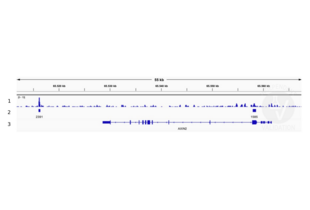 Cleavage Under Targets and Release Using Nuclease validation image for anti-Transcription Factor 7 (T-Cell Specific, HMG-Box) (TCF7) (N-Term) antibody (ABIN5620945) (TCF7 抗体  (N-Term))