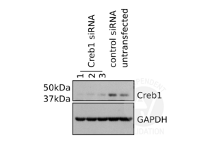 Western Blotting validation image for anti-cAMP Responsive Element Binding Protein 1 (CREB1) antibody (ABIN969061)