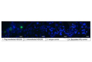 Immunofluorescence validation image for anti-DYKDDDDK Tag antibody (ABIN1112984) (DYKDDDDK Tag 抗体)