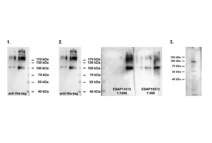 ODF2 antibody