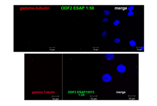 Immunocytochemistry validation image for anti-Outer Dense Fiber of Sperm Tails 2 (ODF2) antibody (ABIN2430582)