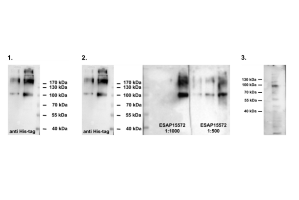 ODF2 antibody