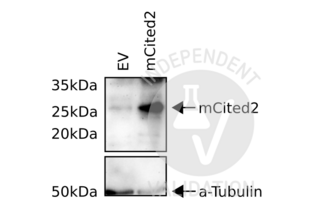 Western Blotting validation image for anti-Cbp/p300-Interacting Transactivator, with Glu/Asp-Rich Carboxy-terminal Domain, 2 (CITED2) antibody (ABIN6291914) (CITED2 抗体)