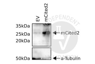 CITED2 Antikörper